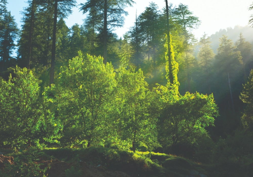 Trees standing in the sunshine, in a glade.