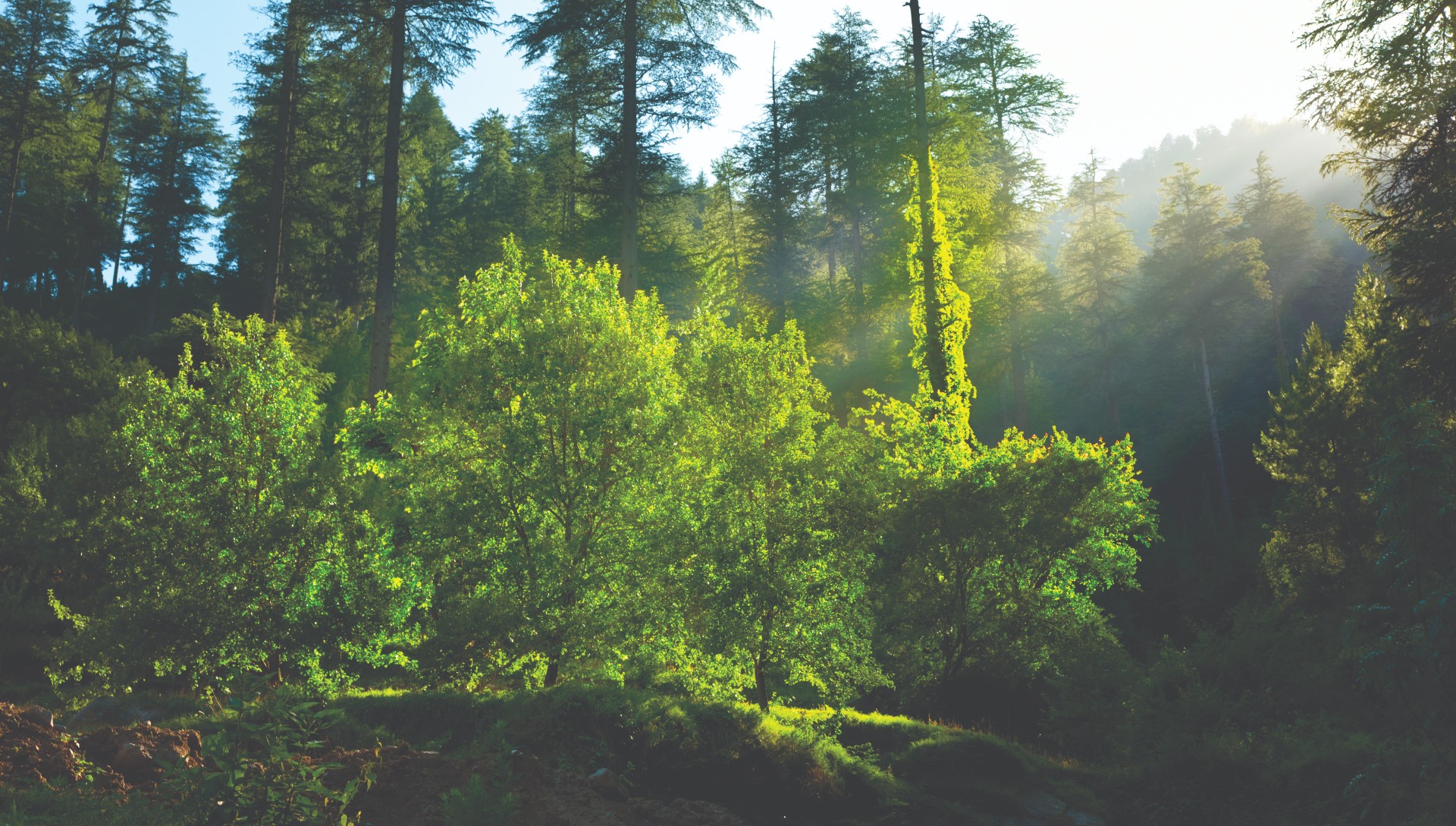 Trees standing in the sunshine, in a glade.